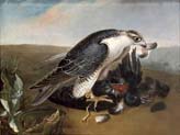 falcon devouring a bird